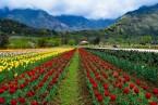 Srinagar
